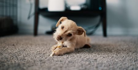 Puppy lying on warm carpet illustrating comfortable heated floor for pets