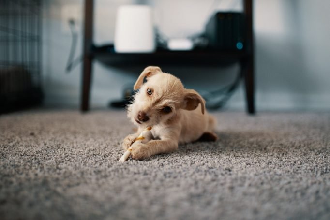 Puppy lying on warm carpet illustrating comfortable heated floor for pets
